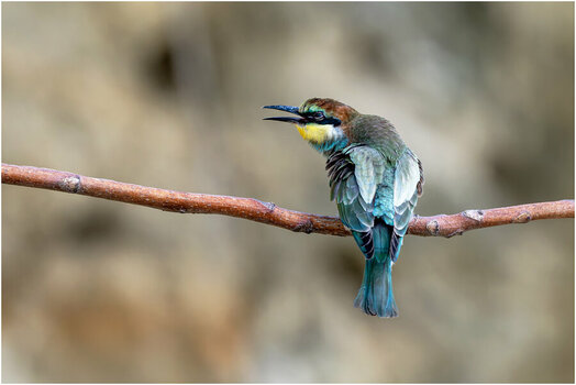 NZ8_7343 mkl1,5 Bienenfresser Jungvogel D.jpg