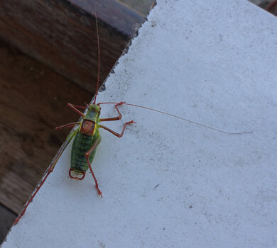 DSC07886.f.jpg
