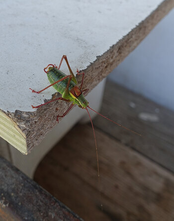 DSC07905.f.jpg