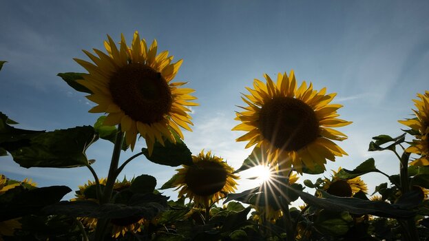 k_031_SIGMA_12mm_F1.4_DC_C_E-mount_ImpressionPhoto_Harald Bauer.jpg