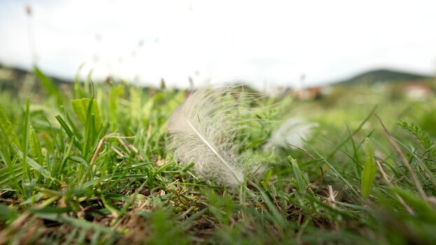 k_033_SIGMA_12mm_F1.4_DC_C_E-mount_ImpressionPhoto_Harald Bauer.jpg