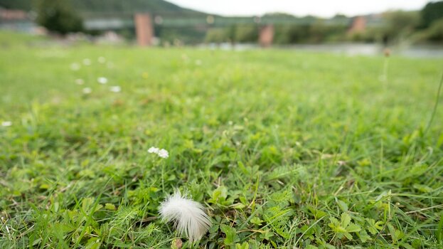 k_034_SIGMA_12mm_F1.4_DC_C_E-mount_ImpressionPhoto_Harald Bauer.jpg