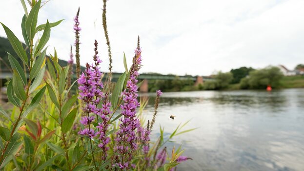 k_035_SIGMA_12mm_F1.4_DC_C_E-mount_ImpressionPhoto_Harald Bauer.jpg