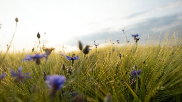 k_038_SIGMA_12mm_F1.4_DC_C_E-mount_ImpressionPhoto_Harald Bauer.jpg