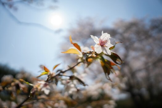 k_045_SIGMA_12mm_F1.4_DC_C_E-mount_ImpressionPhoto_Masami Tanaka.jpg.jpg