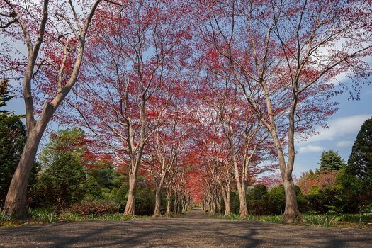 k_046_SIGMA_12mm_F1.4_DC_C_E-mount_ImpressionPhoto_Masami Tanaka.jpg.jpg