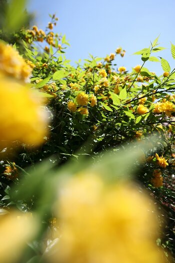 k_051_SIGMA_12mm_F1.4_DC_C_RF Mount_ImpressionPhoto_Yuri Nanasaki.jpg