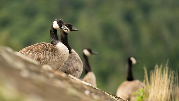 k_032_SIGMA_200mm_F2_DG_OS_S_E-mount_ImpressionPhoto_Harald Bauer.jpg