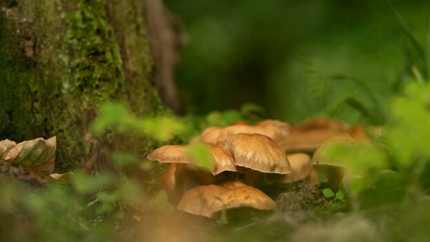 k_035_SIGMA_200mm_F2_DG_OS_S_E-mount_ImpressionPhoto_Harald Bauer.jpg