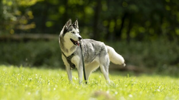 k_038_SIGMA_200mm_F2_DG_OS_S_E-mount_ImpressionPhoto_Harald Bauer.jpg