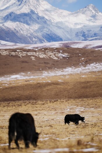 k_046_SIGMA_200mm_F2_DG_OS_S_E-mount_ImpressionPhoto_Yang Sutie.jpg