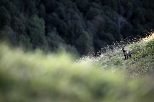 k_056_SIGMA_200mm_F2_DG_OS_S_L-Mount_ImpressionPhoto_Daniel Spohn.jpg