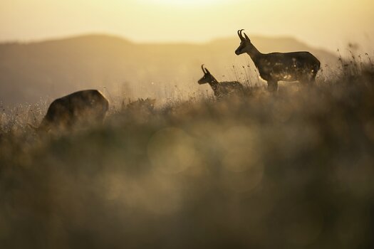k_058_SIGMA_200mm_F2_DG_OS_S_L-Mount_ImpressionPhoto_Daniel Spohn.jpg