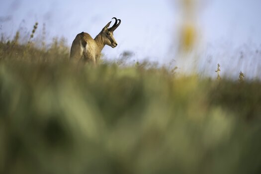 k_059_SIGMA_200mm_F2_DG_OS_S_L-Mount_ImpressionPhoto_Daniel Spohn.jpg