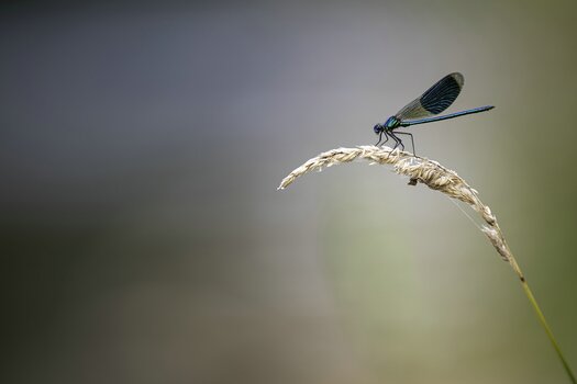 k_061_SIGMA_200mm_F2_DG_OS_S_L-Mount_ImpressionPhoto_Daniel Spohn.jpg