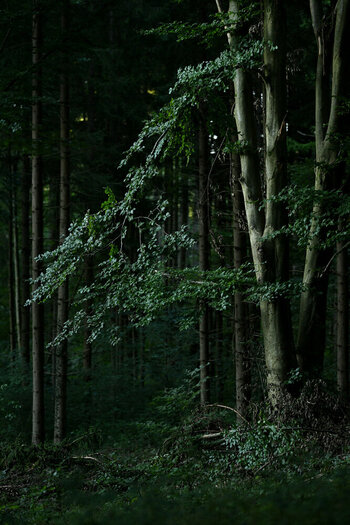 ZGF_5906_01.JPG