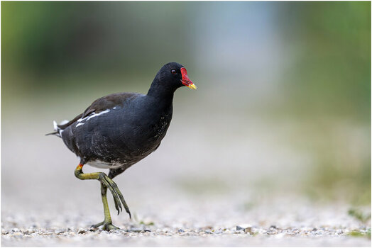 NZ8_9889+mkl1,5 Teichhuhn D.jpg