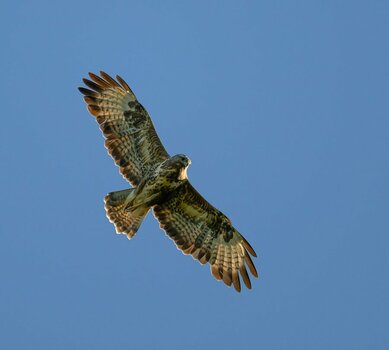 bussard2.jpg