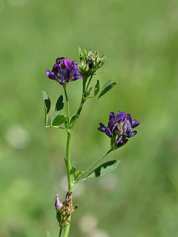 DSC_6127.f.jpg