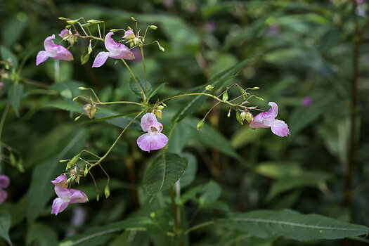 DSC_6140.f.jpg