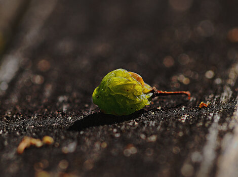 DSC_6067.f.jpg