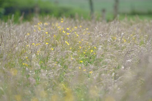 k_043_Sigma_135mm_F1.4_DG_A_L-Mount_ImressionPhoto_Marc Haers.jpg