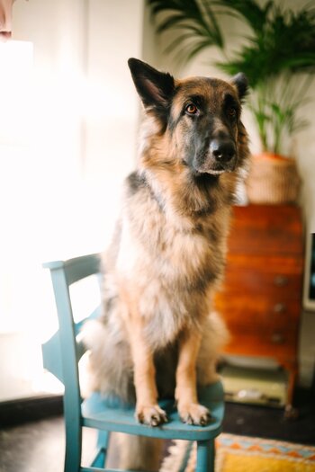 k_033_Sigma_35mm_F1.2_DG_II_A_E-mount_ImpressionPhoto_Abigail Steed.jpg