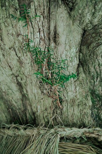k_044_Sigma_35mm_F1.2_DG_II_A_L-Mount_ImpressionPhoto_Yuichiro Fujishiro.jpg