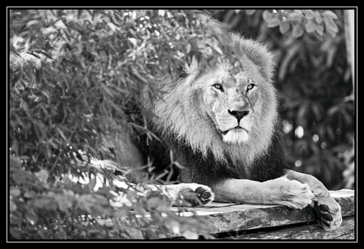 NZ9_9913_BW.jpg