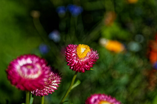 DSC_0101-DxO_DeepPRIME 3_DxO.jpg