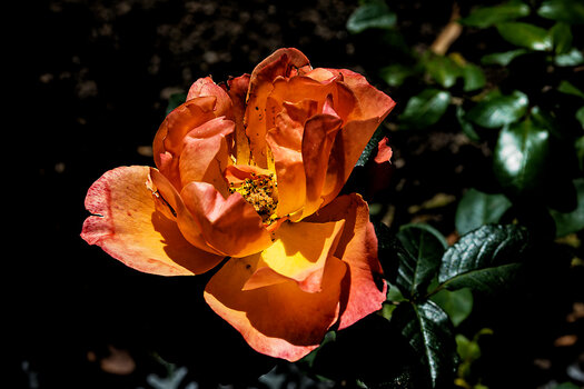 DSC_0109-DxO_DeepPRIME 3_DxO.jpg