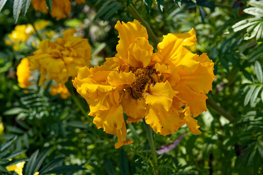 DSC_0143-DxO_DeepPRIME 3_DxO.jpg