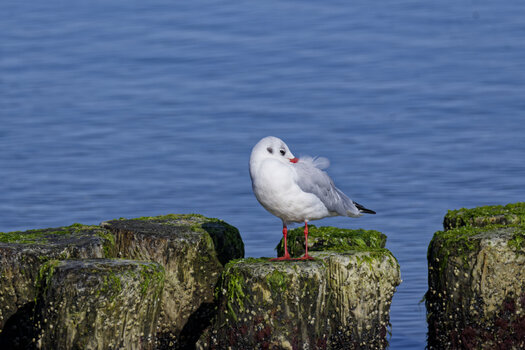 DSC_1022_DxO.jpg