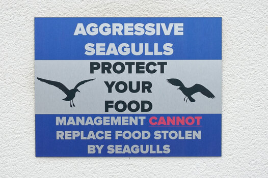 Weymouth_seagull-alarm_2025_DxO.jpg