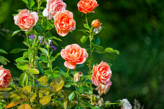 DSC_3369_DxO.jpg