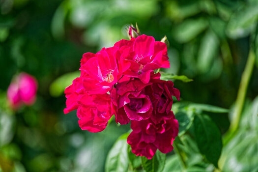 DSC_3371_DxO.jpg