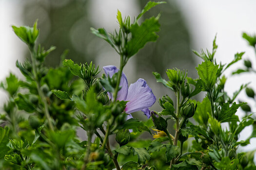 DSC_1255_DxO.jpg