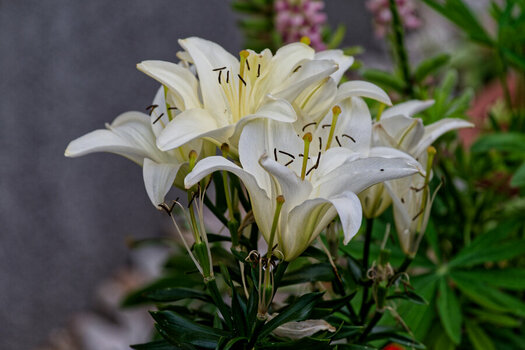 DSC_1258_DxO.jpg