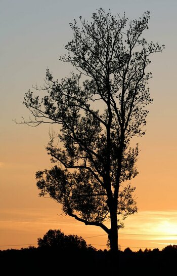 silhouette-klein.jpg