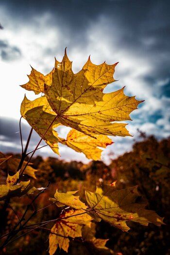 Herbst.jpg