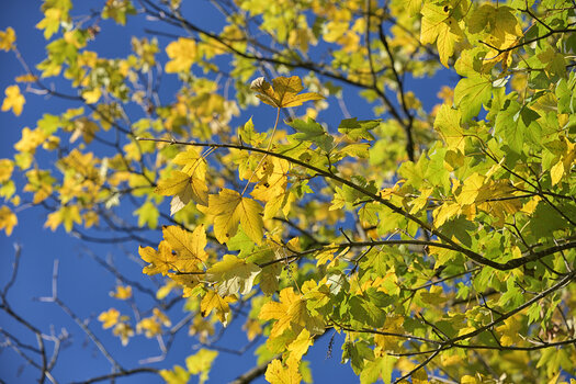 DSC_6468.f.jpg