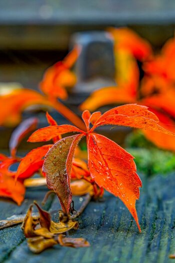Herbst.jpg