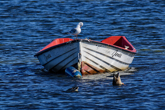DSC_1034_DxO.jpg DSC_1034_DxO.jpg