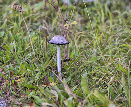 DSC_6548.f.jpg