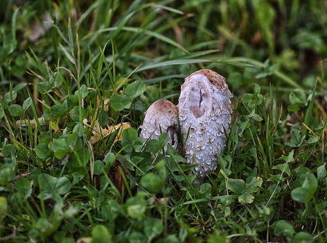 DSC_6547.f.jpg