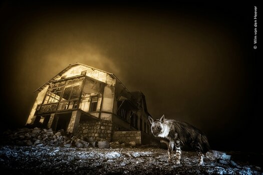k_© Wim van den Heever, courtesy Wildlife Photographer of the Year.jpg