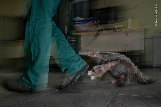 k_© Fernando Faciole, courtesy Wildlife Photographer of the Year.jpg