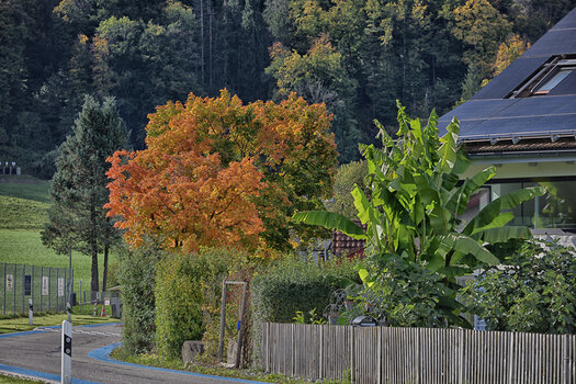 DSC_6451.f.jpg