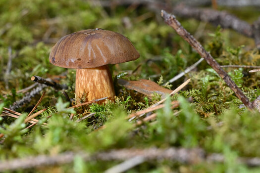 NZ8_0436.JPG