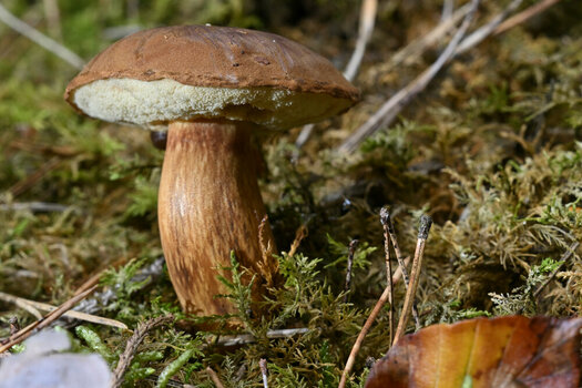 NZ8_0435.JPG